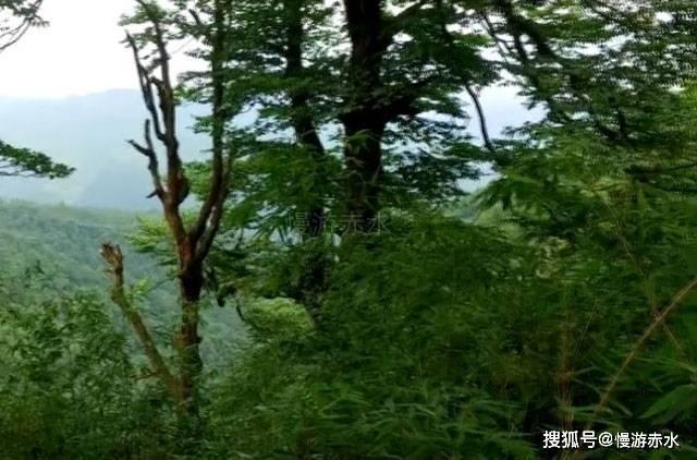 小猫钓鱼正版下载中文版
